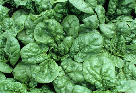 2 g. Bloomsdale Spinach seeds, Spinacia oleracea, heirloom savoy