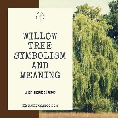 Willow Tree Meaning - MeaningKosh