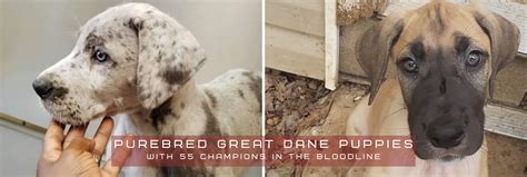 Grant's Gorgeous Great Dane Puppies in Street, MD