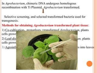 Vector mediated gene transfer methods for transgenesis in Plants. | PPT