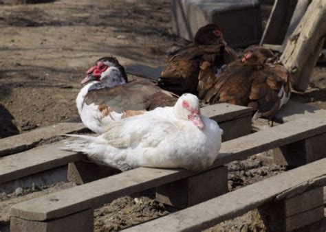 How to Care for a Sick Duck - The Happy Chicken Coop