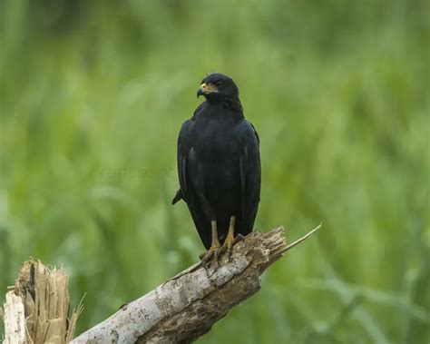 Common Black Hawk - Facts, Diet, Habitat & Pictures on Animalia.bio