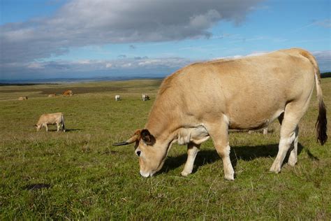 Free Images : grass, field, farm, meadow, prairie, wildlife, cow, herd, pasture, grazing, fauna ...