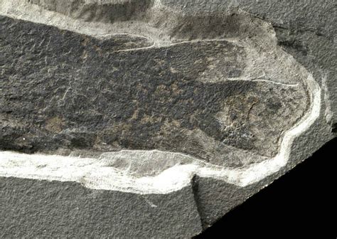 Rare Devonian Lungfish (Dipterus) From Scotland For Sale (#5967) - FossilEra.com