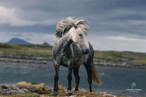 The Critically Endangered Eriskay Pony Could Disappear Without Careful Conservation Barrel ...