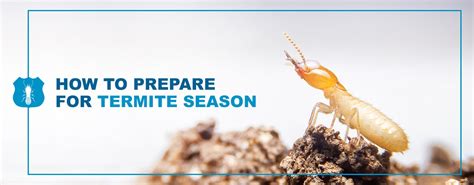 How to Prepare for Termite Season | Pestech