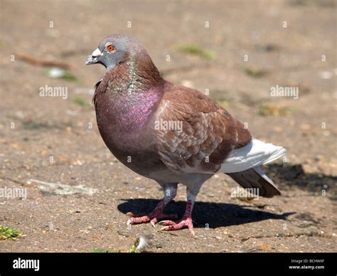 Brown wild pigeon Stock Photo - Alamy