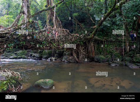 Root bridge of meghalaya hi-res stock photography and images - Alamy