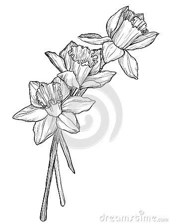 Sketch of narcissus flowers blossom Flower Tattoo On Ribs, Mum Tattoo, Sister Tattoos, Floral ...