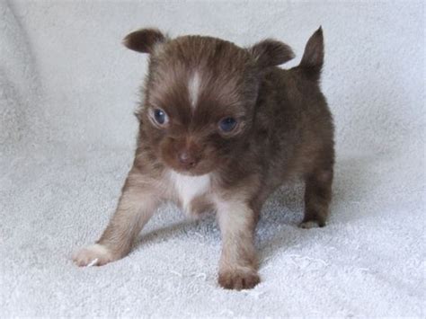 Long Hair Chiweenie Puppies For Sale - Long Hair