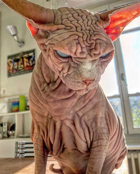 Extra-Wrinkly Sphynx Kitty Called 'the World’s Scariest Cat' Is Actually Very Sweet — People ...