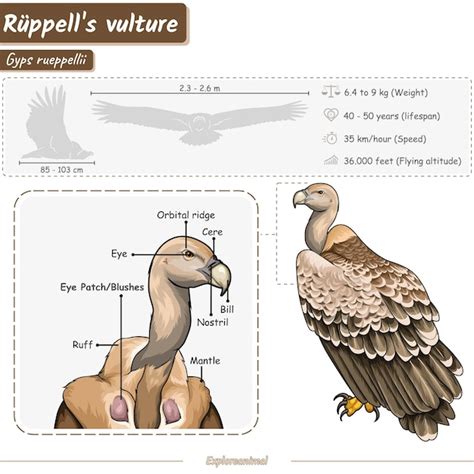 Premium Vector | Anatomy of a rüppell's vulture