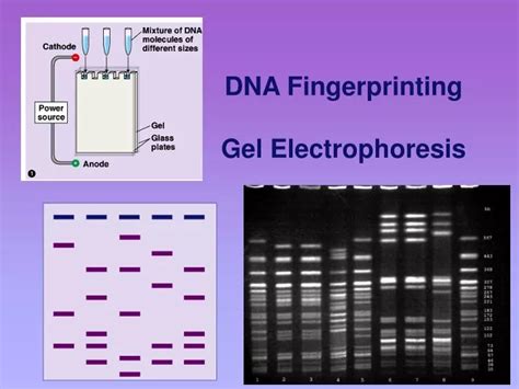 Ppt Dna Fingerprinting Gel Electrophoresis Powerpoint Presentation | The Best Porn Website