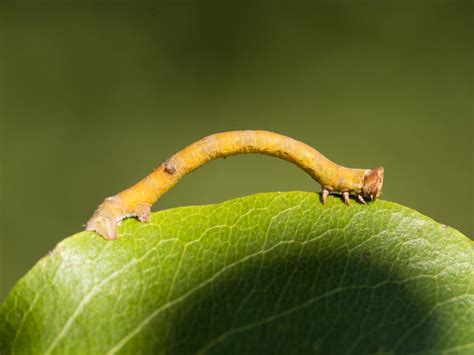 Peppered Moth | Butterfly Conservation