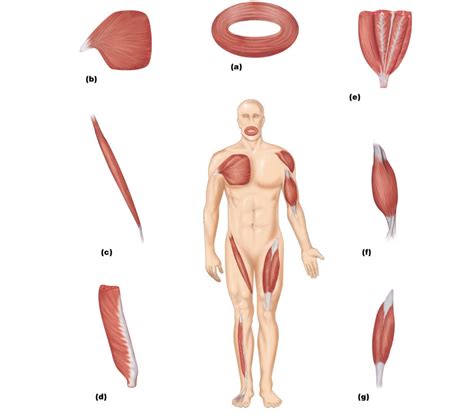 patterns of fascicle arrangement in muscles Diagram | Quizlet