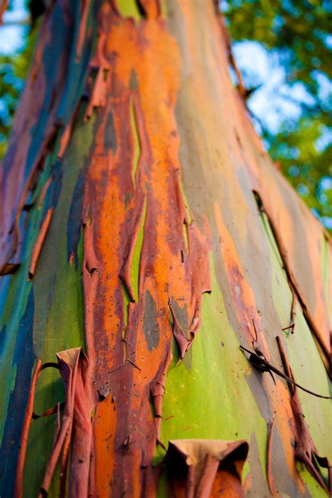 Самое яркое дерево на планете | Rainbow eucalyptus tree, Rainbow ...