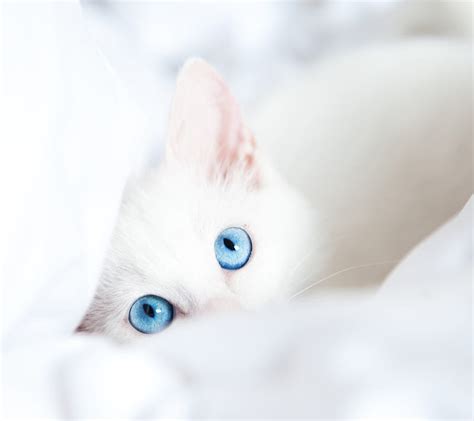 Cat Blue Eyes, 2160x1920, HD wallpaper | Peakpx