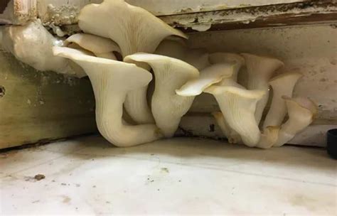 Mushrooms Growing in Bathroom-Causes & How to Get Rid - Toiletseek