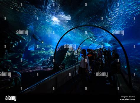 Aquarium tunnel in Barcelona Stock Photo - Alamy