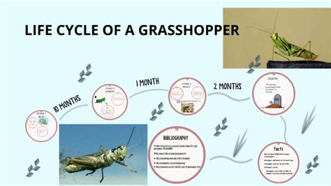 LIFE CYCLE OF A GRASSHOPPER by YO MAMMA IS FAT on Prezi Next