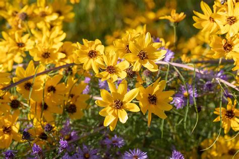 Moonbeam Coreopsis: Plant Care & Growing Guide