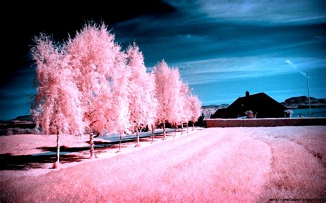 Pink Autumn Fun, Pink, Trees, Clouds, Sky, Fun, Grass, Autumn, House, HD wallpaper | Peakpx