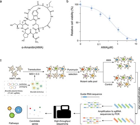 A workflow of a genome-wide CRISPR-Cas9 knockout screen for AMA... | Download Scientific Diagram