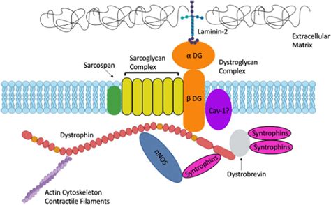 Edystrophin