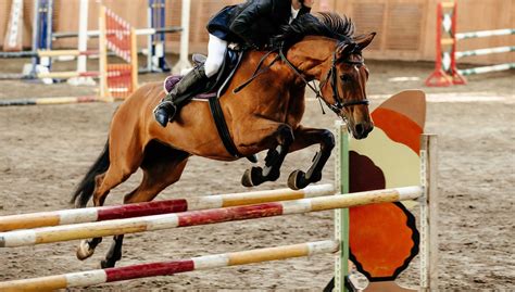 Feeding of Competition horses (dressage/obstacle) - Royal Horse