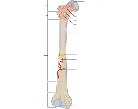 Marrow Quiz