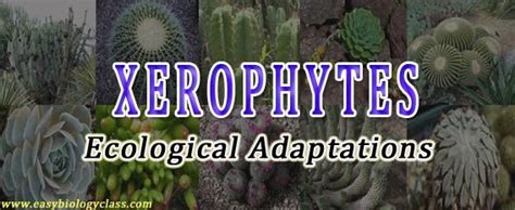 Ecological Adaptations of Desert Plants (PPT) | easybiologyclass