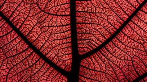 Leaf Macro Veins Plant Red 4K HD Wallpapers | HD Wallpapers | ID #32193