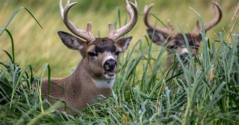 Sitka Blacktail Deer | ALASKA.ORG