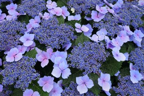 The best hydrangeas for shade - Hydrangea Guide