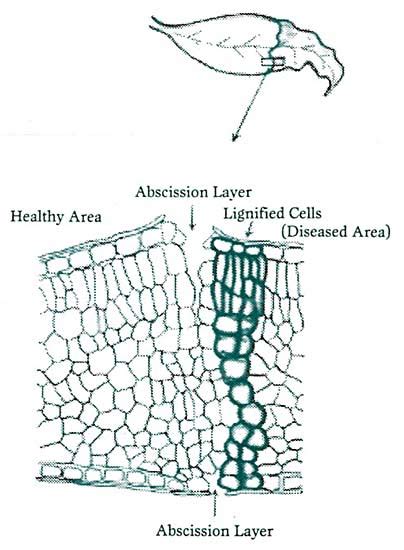 How Plants Mount an Immune Response to Infectious Diseases - SunBurst Agri Biotech Solutions LLC