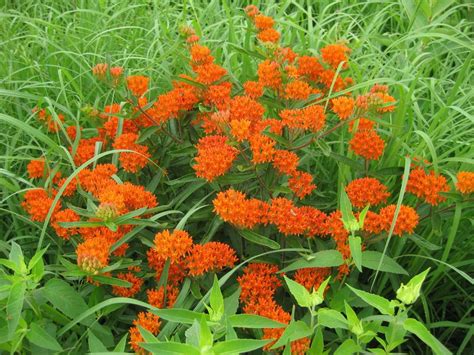 Perennial of the Year: Butterfly weed | Home and Garden ...