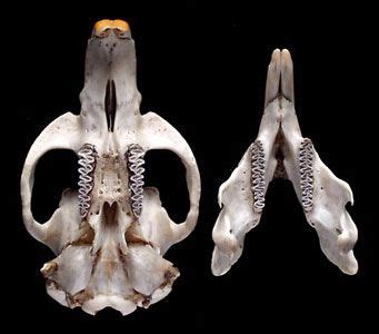 Muskrat skull with lower mandible (jaw) | Animal bones, Skull, Animal skulls