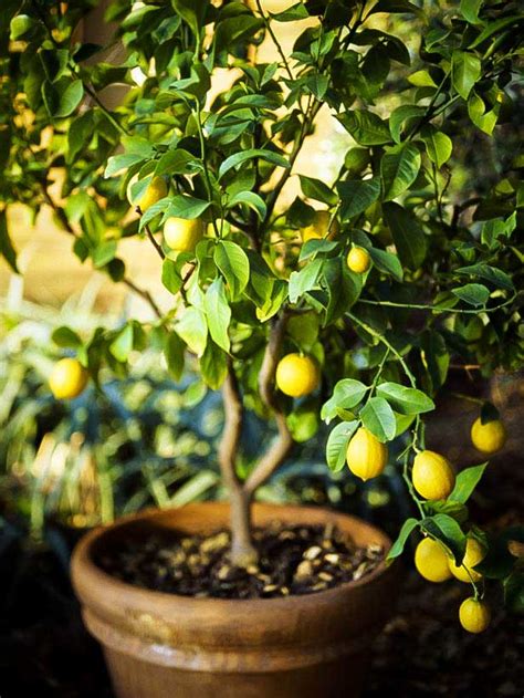 How to Grow a Lemon Tree in Pot | Care and Growing