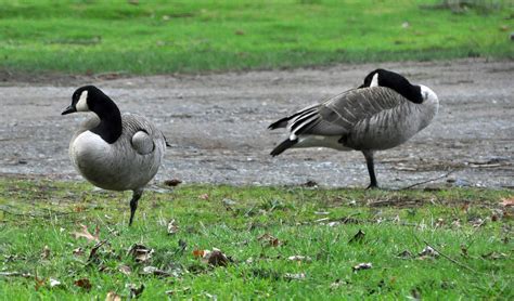 Odd Behavior in Canada geese « NORTHWEST WILDLIFE ONLINE