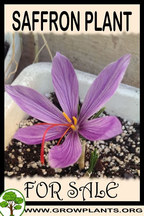 Saffron plant for sale - Grow plants