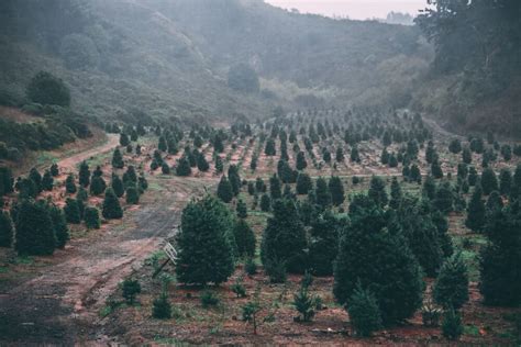 How to Start a Christmas Tree Farm Business