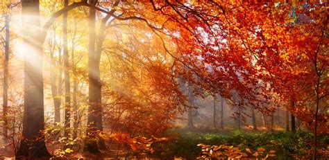 Sunlight In Autumn Forest Wallpaper Wall Mural