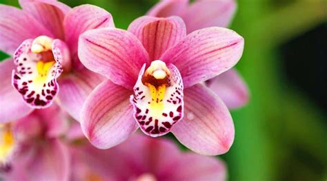 Orchid Flower Colors: What Colors Do Orchids Bloom?