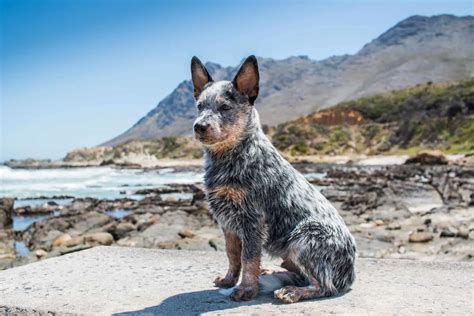 Blue Heeler Growth Chart – How Big Will Your Blue Heeler Get?