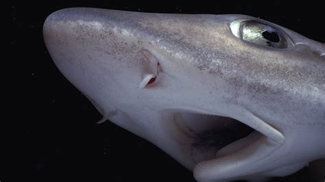 Smoothhound shark washes up on Newton beach, Porthcawl - BBC News