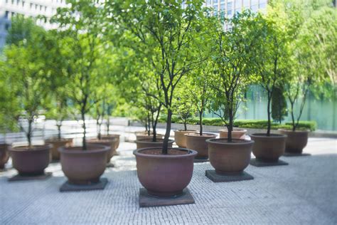 Growing Trees and Shrubs in Pots--The Basics