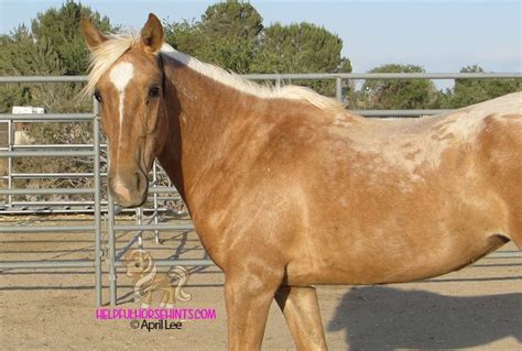 130+ Palomino Horse Names | Helpful Horse Hints