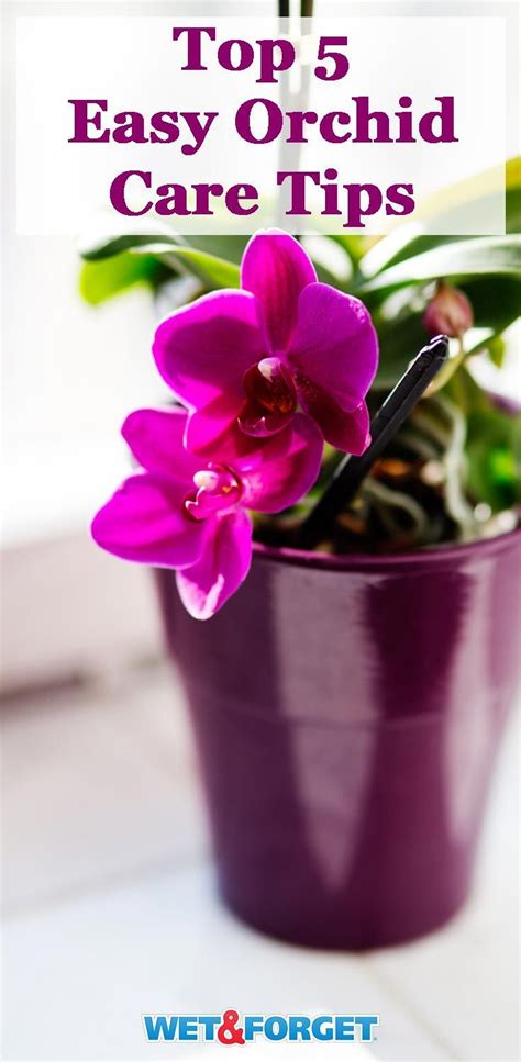 5 Tips to Taking Care of Orchids in Your Home | Life's Dirty. Clean Easy. | Orchid care, Orchids ...