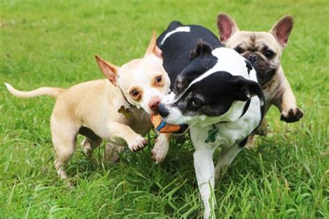 6 Strategies to Stop Dogs from Fighting - Pet News Daily