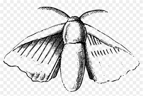 Download Png - Silk Moth Drawing, Transparent Png - 1024x646(#401605 ...